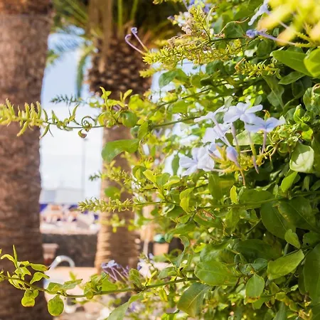 Apartmanhotel Tulipanes Puerto del Carmen (Lanzarote)